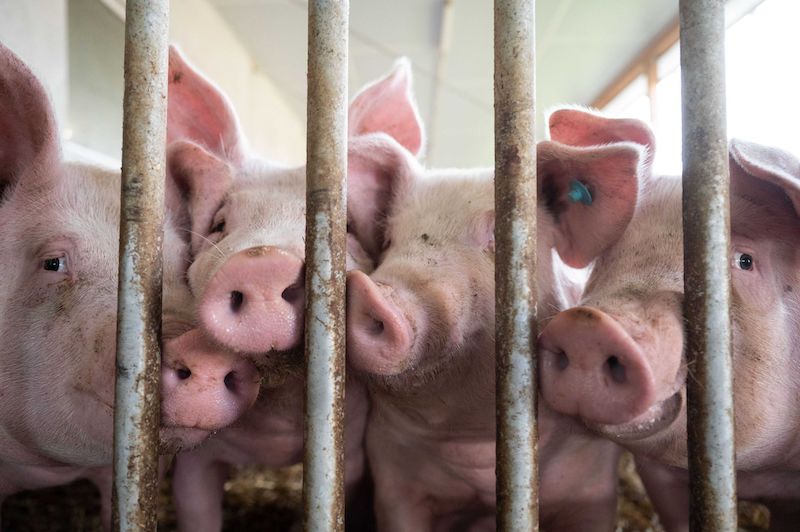 Fotografija uz vijest: Cene svinjetine porasle do 15% nakon afričke kuge, tržište se stabilizuje