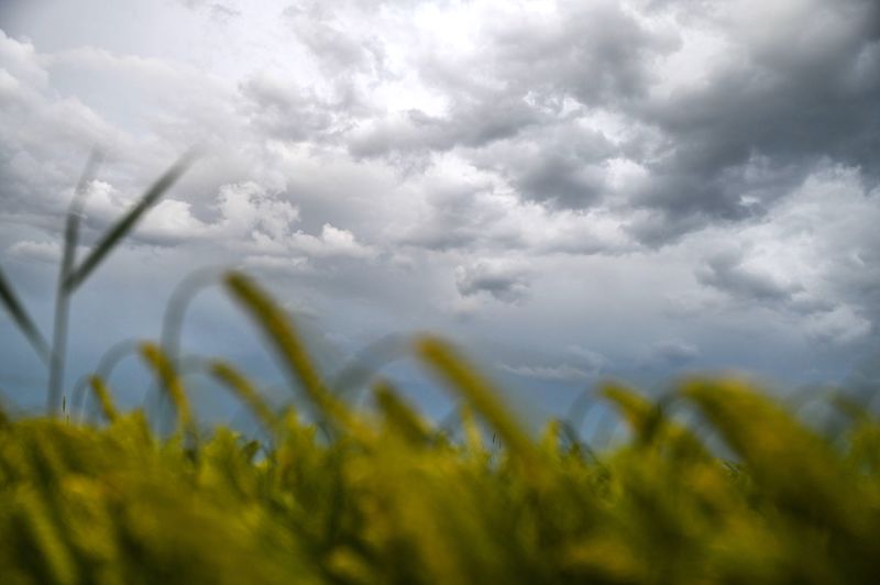 Fotografija uz vijest: Dve kompanije kontrolišu skoro 40% svetskog tržišta semena