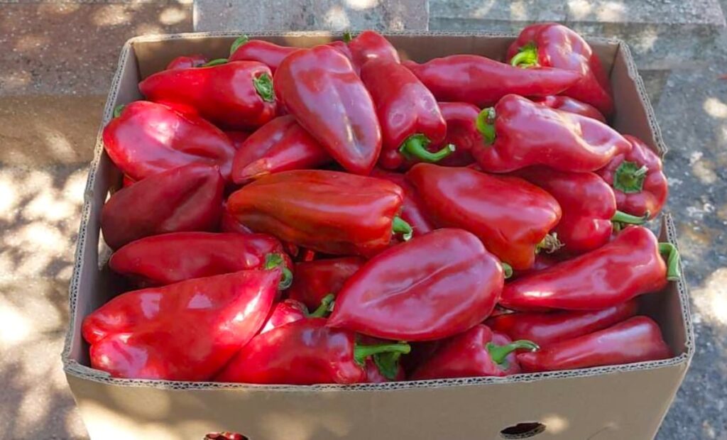 Fotografija uz vijest: Paprika spasena od vrućina, ali cena zadaje glavobolju povrtarima