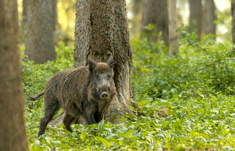 Fotografija uz vijest: Pojačane biosigurnosne mere u lovištima daju rezultate u suzbijanju afričke kuge svinja