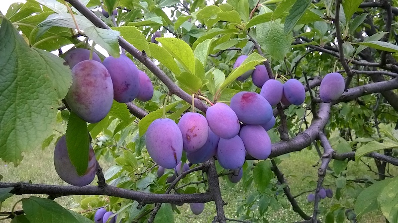 Fotografija uz vijest: Šumadija ove godine bogata šljivama, ali proizvođače brine cena