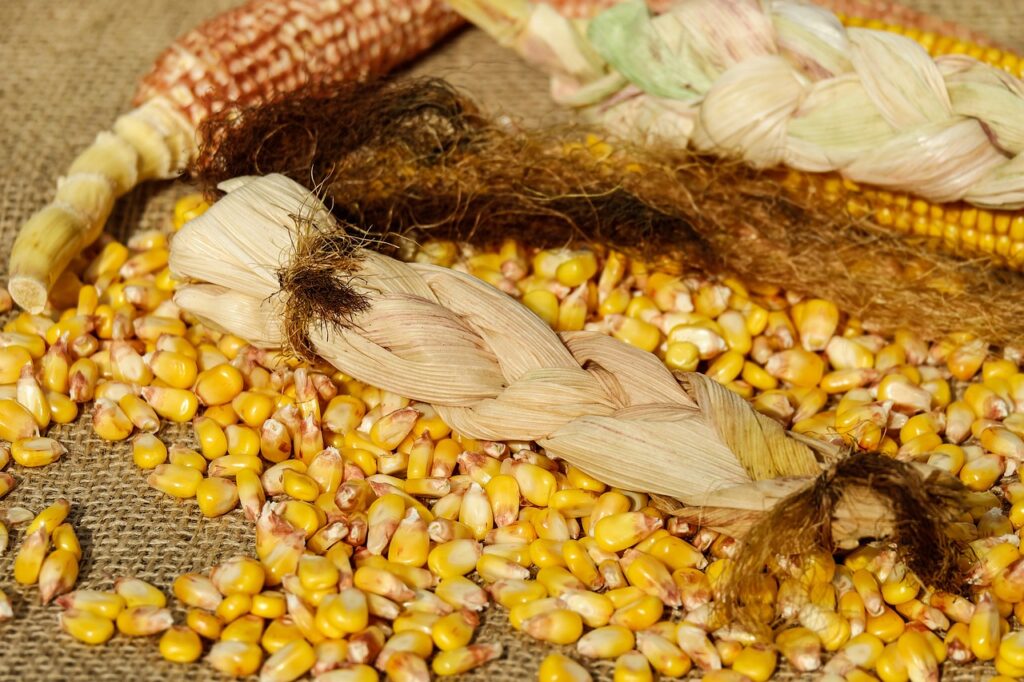 Fotografija uz vijest: Uprkos suši, solidni prinosi poljoprivrednih kultura: Manje kukuruza, više suncokreta nego lane